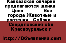 Кавказская овчарка -предлагаются щенки › Цена ­ 20 000 - Все города Животные и растения » Собаки   . Свердловская обл.,Красноуральск г.